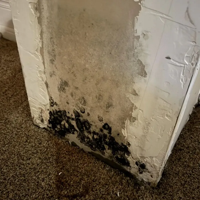 Professional Mold Removal in Walls, MS